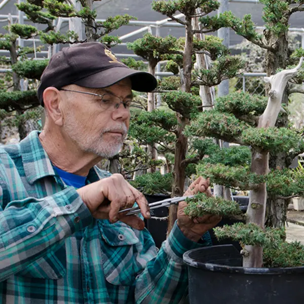 Ted Matson trimming a bonsai tree.