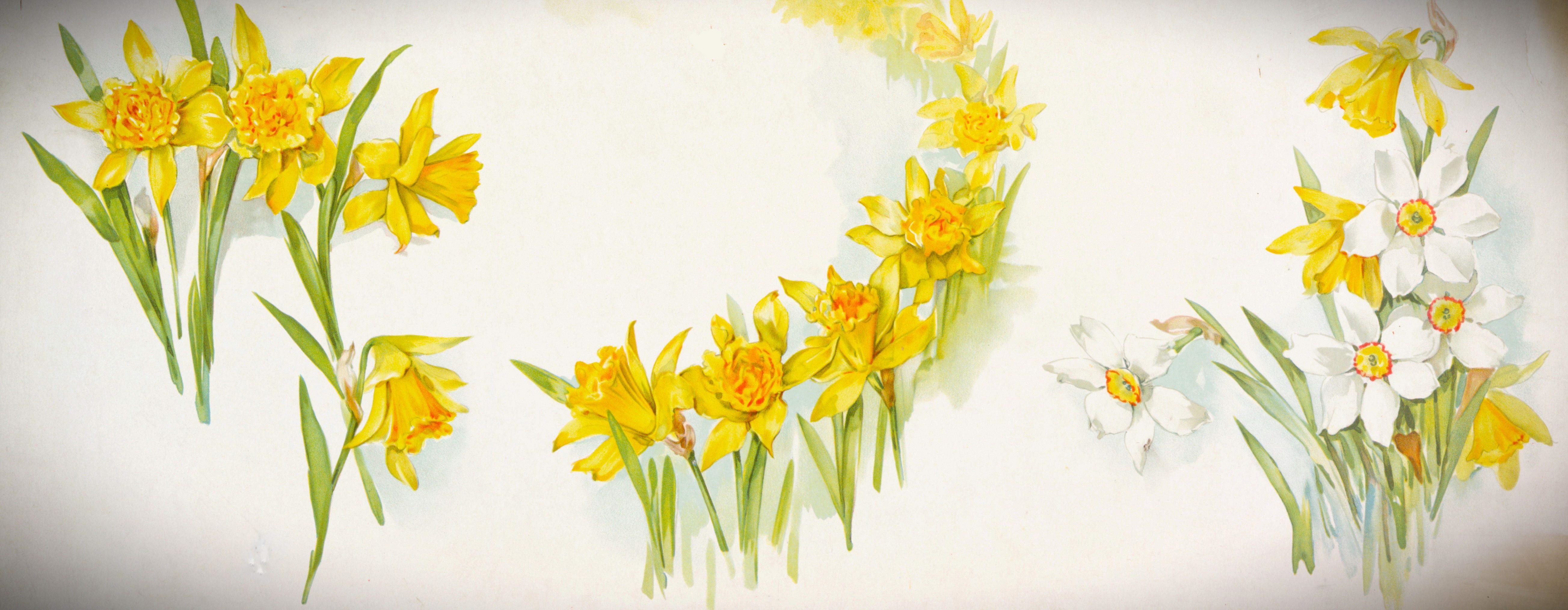 A botanical sketch of daffodills.