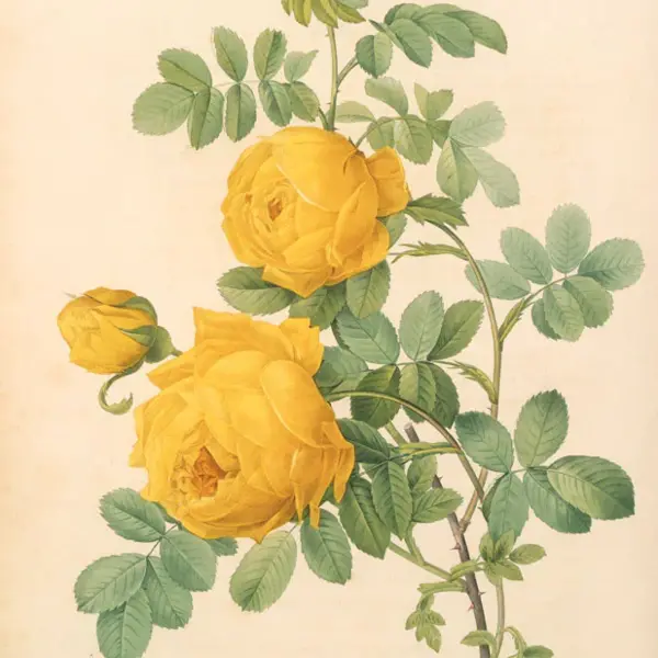 An illustration of a yellow rose.