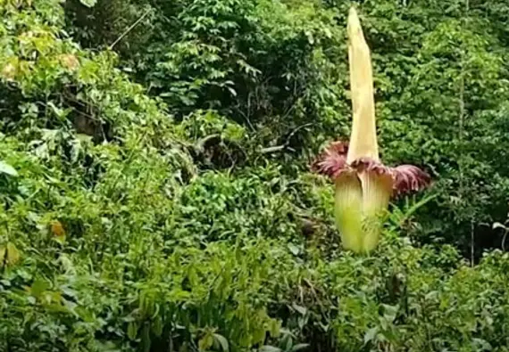 corpse flower in a jungle