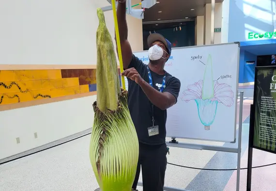 man measuring corpse flower at the Science Center