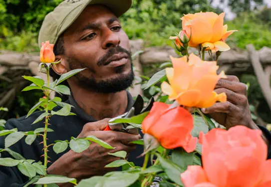 A person looks closely at orange roses in a garden.