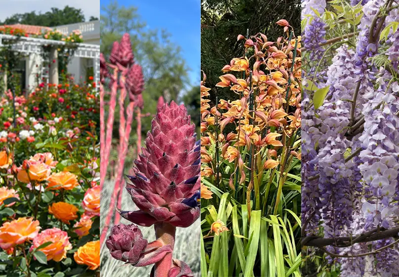 Four images of gardens in bloom, featuring orange roses, pink puya, orange orchids, and purple wisteria.
