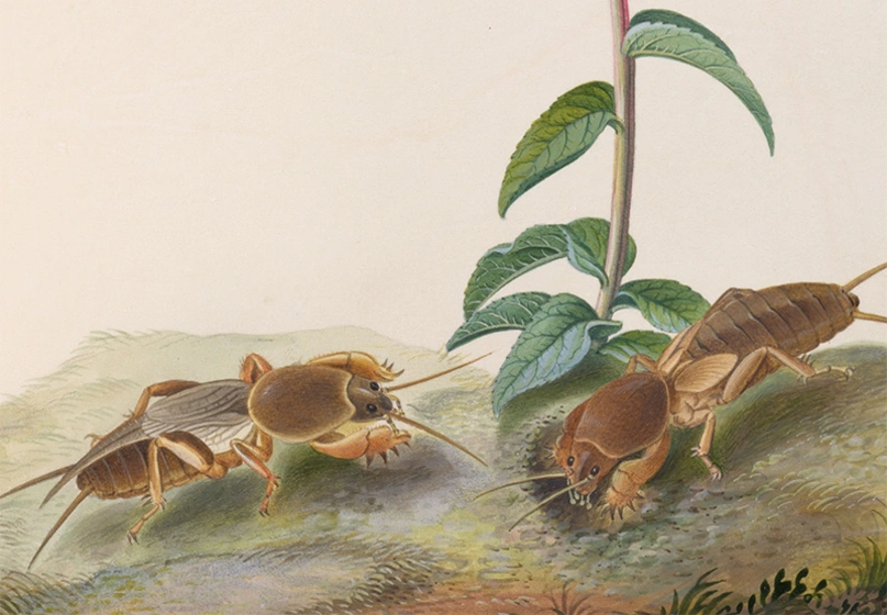 An illustration of bugs near the base of a plant.