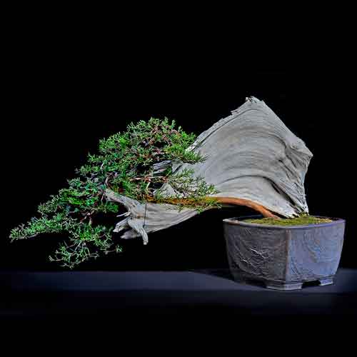 California juniper (Juniperus californica), Han-kengai or semicascade style bonsai, estimated age of original plant material: 1,500–1,800 years old. Collected from JawboneCanyon, Mojave Desert and displayed in pot made by Sara Rayner. Collected, styled, and donated by Shig Miya. Photo by Andrew Mitchell. The Huntington Library, Art Museum, and Botanical Gardens.