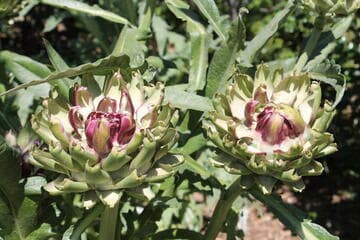 Cynara cardunculus (Scolymus Group) 'Opera'