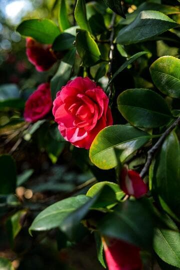 Camellia japonica 'Contrast'