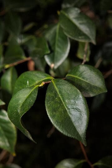 Camellia japonica 'Berenice Boddy'
