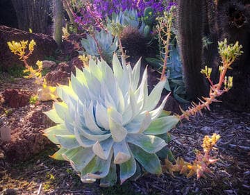 Dudleya brittonii