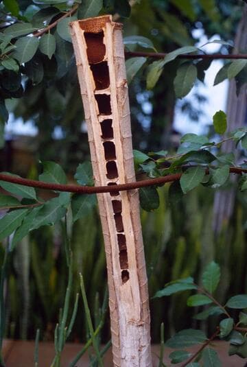 Cecropia obtusifolia