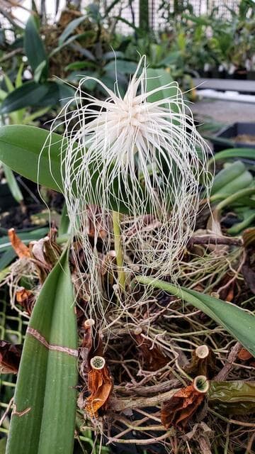 Bulbophyllum medusae