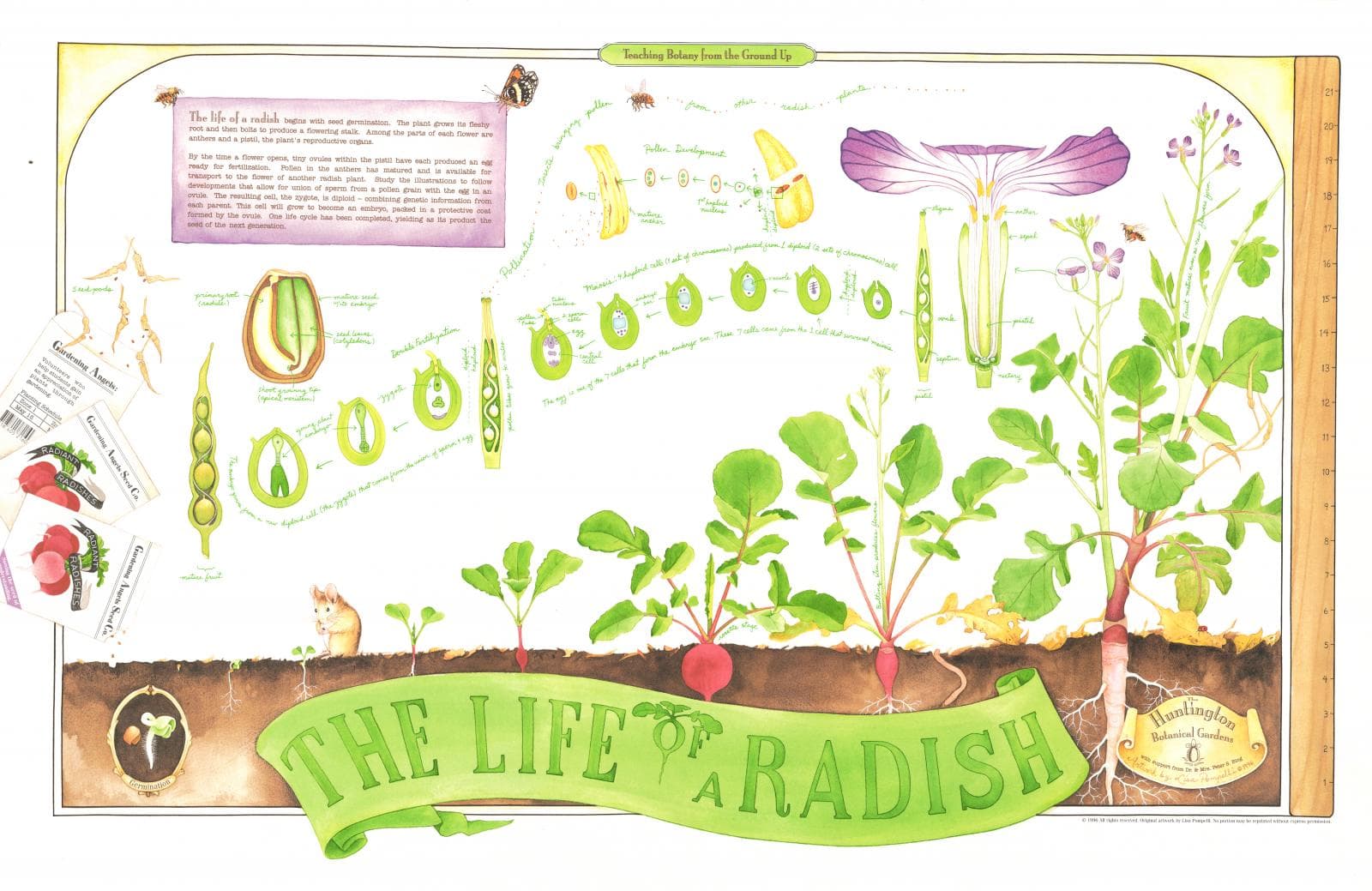 Plant Raddish Plant Parts | The Huntington