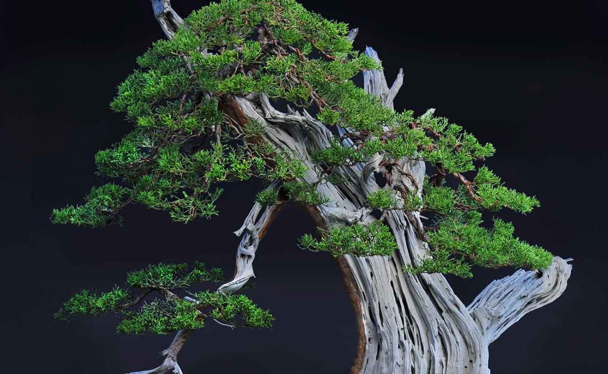 Redwood bonsai