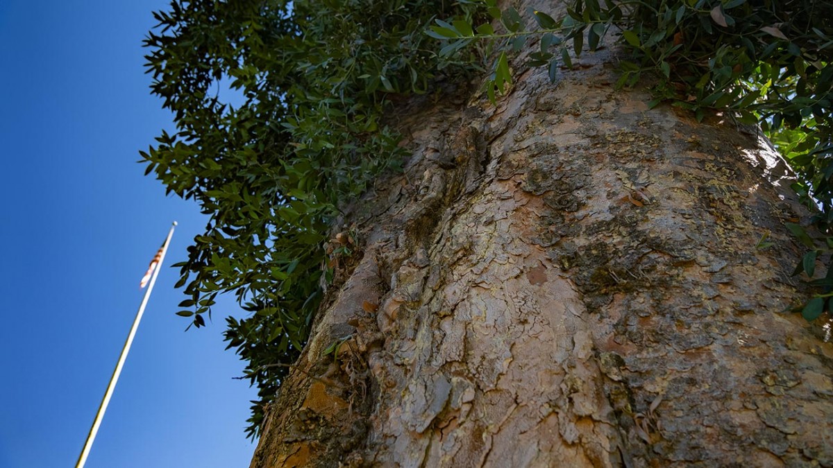 kauri tree branches