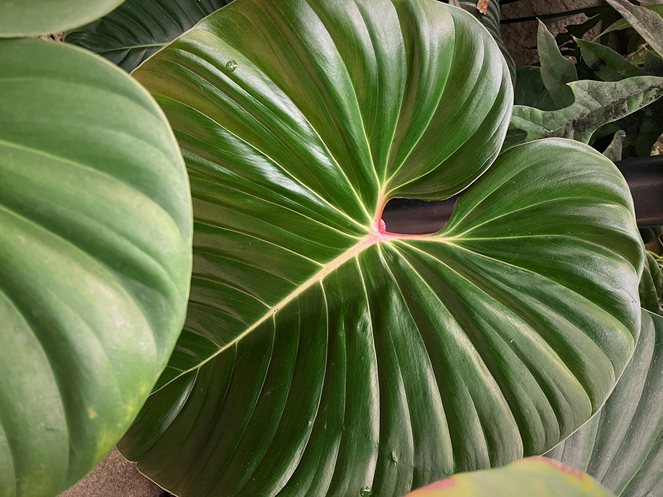 Glossy leaves of Philodendron “lynamii”