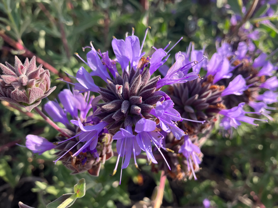 Cleveland Sage (Salvia clevelandii) is a hardy, fragrant shrub native to the Southwest