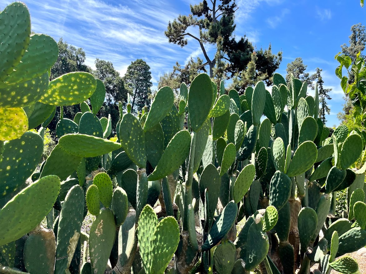 Large succulent with bright green stems.