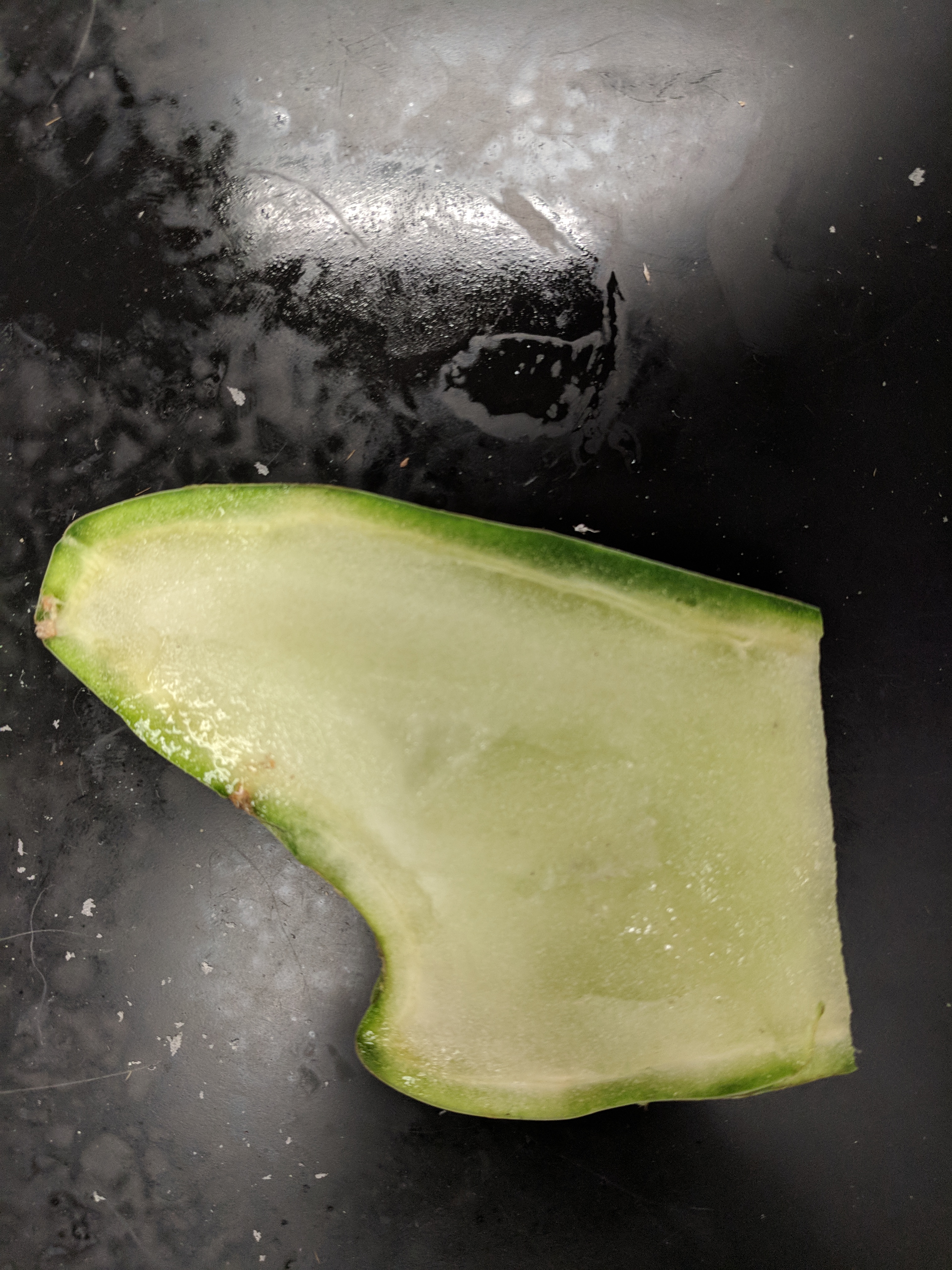 Vertical cross section of a succulent stem. The edge is bright green with a thin pale strip on the outside. The inside is white and wet. 