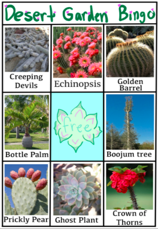 A bingo board with a free space in the center is decorated with 8 titled pictures of brightly colored desert plants.