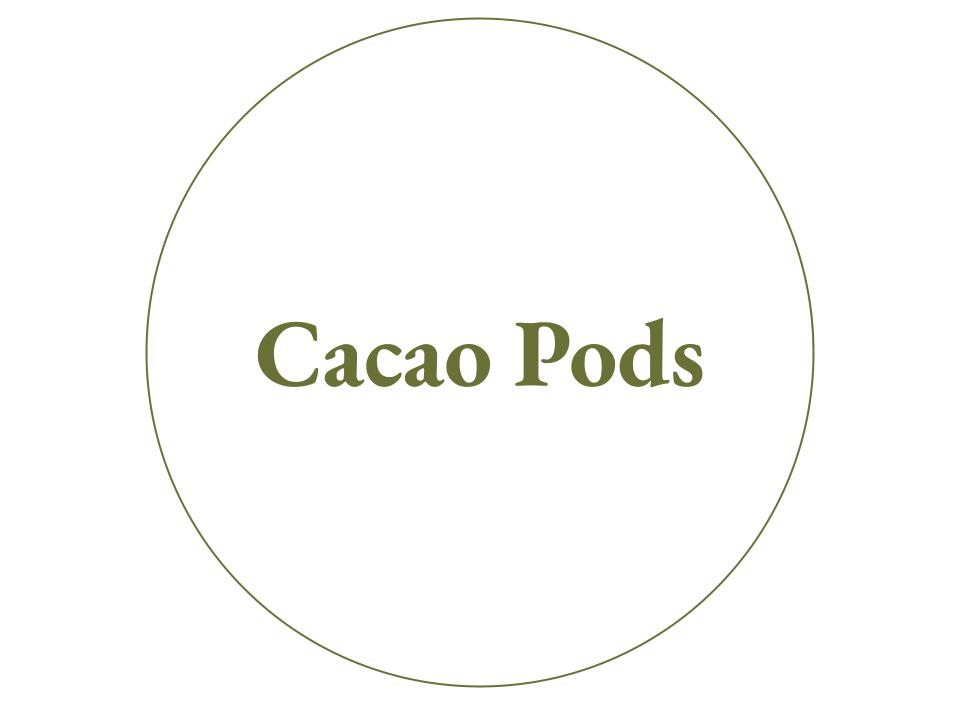 The text Cacao Pods inside a white circle with a green outline