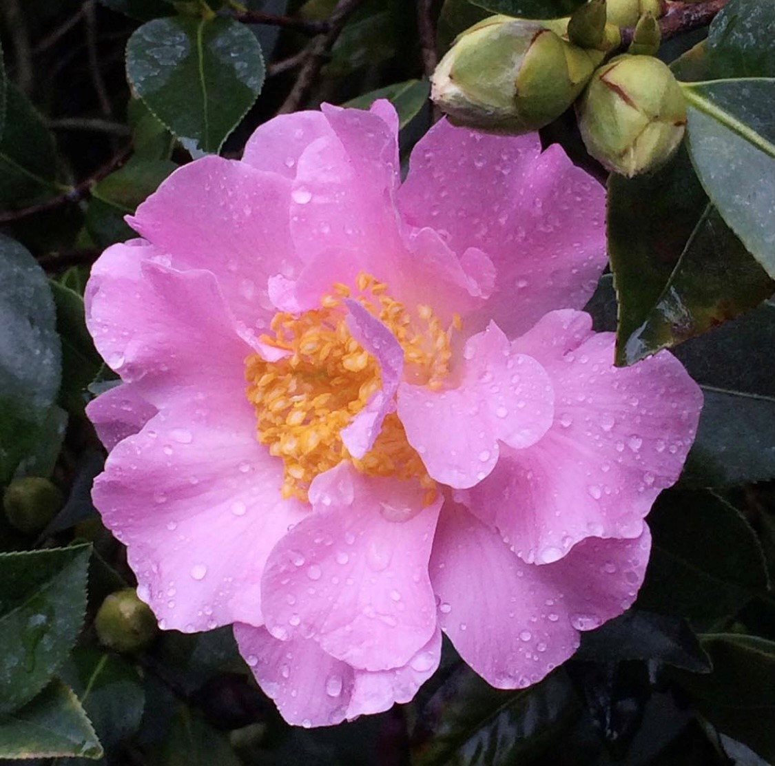 Pink Camellia flower with a yellow center.