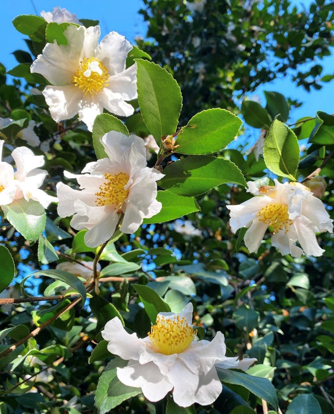 White Camellia flowers with a yellow center and green leaves.
