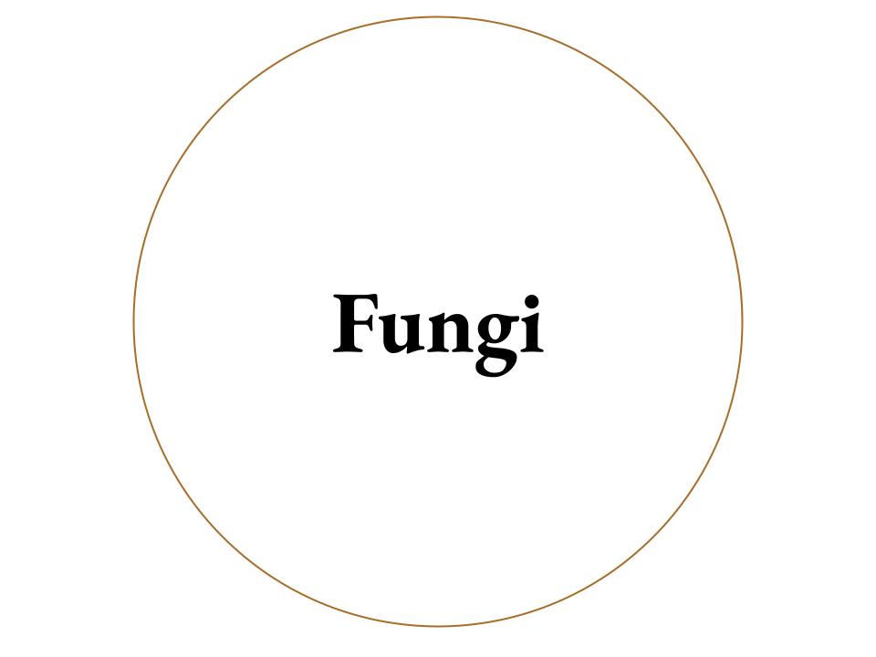 The text Fungi inside a white circle with a brown outline.