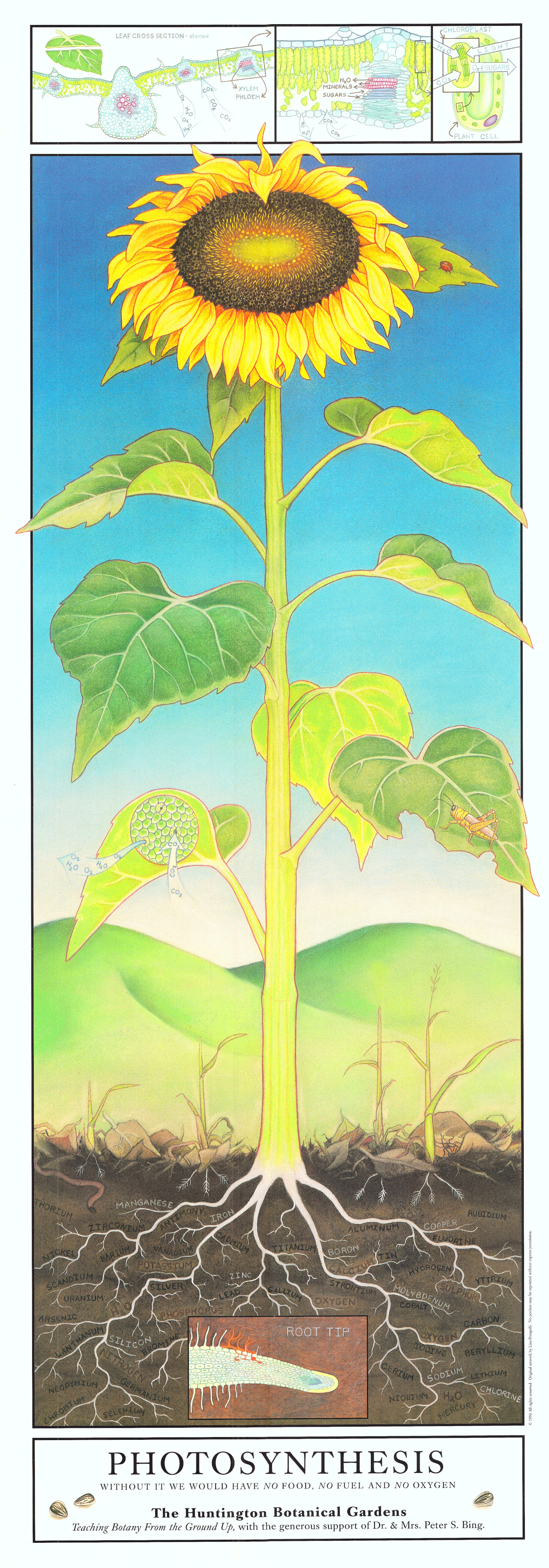 Poster illustrating the process of photosynthesis using a drawing of a sunflower