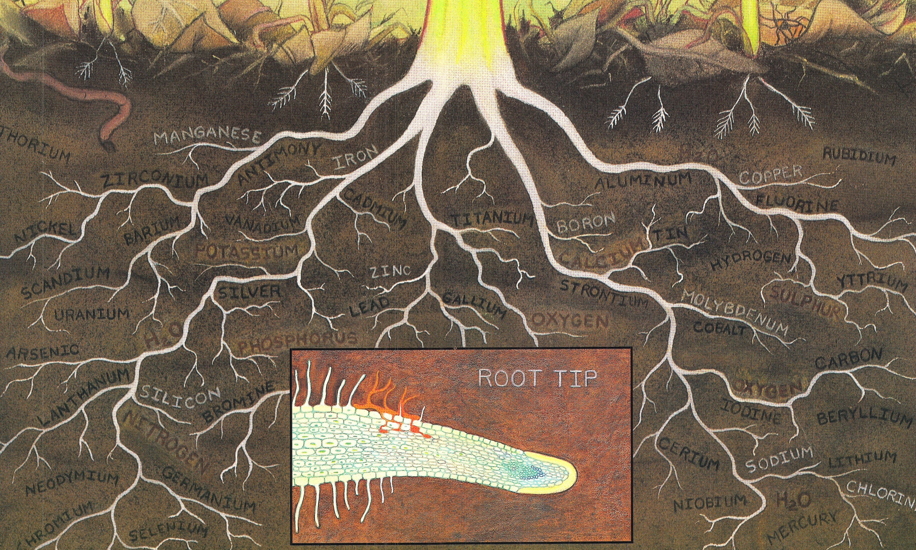 Illustration of roots in the soil with elements labeled. Illustration includes a close-up of a root tip.