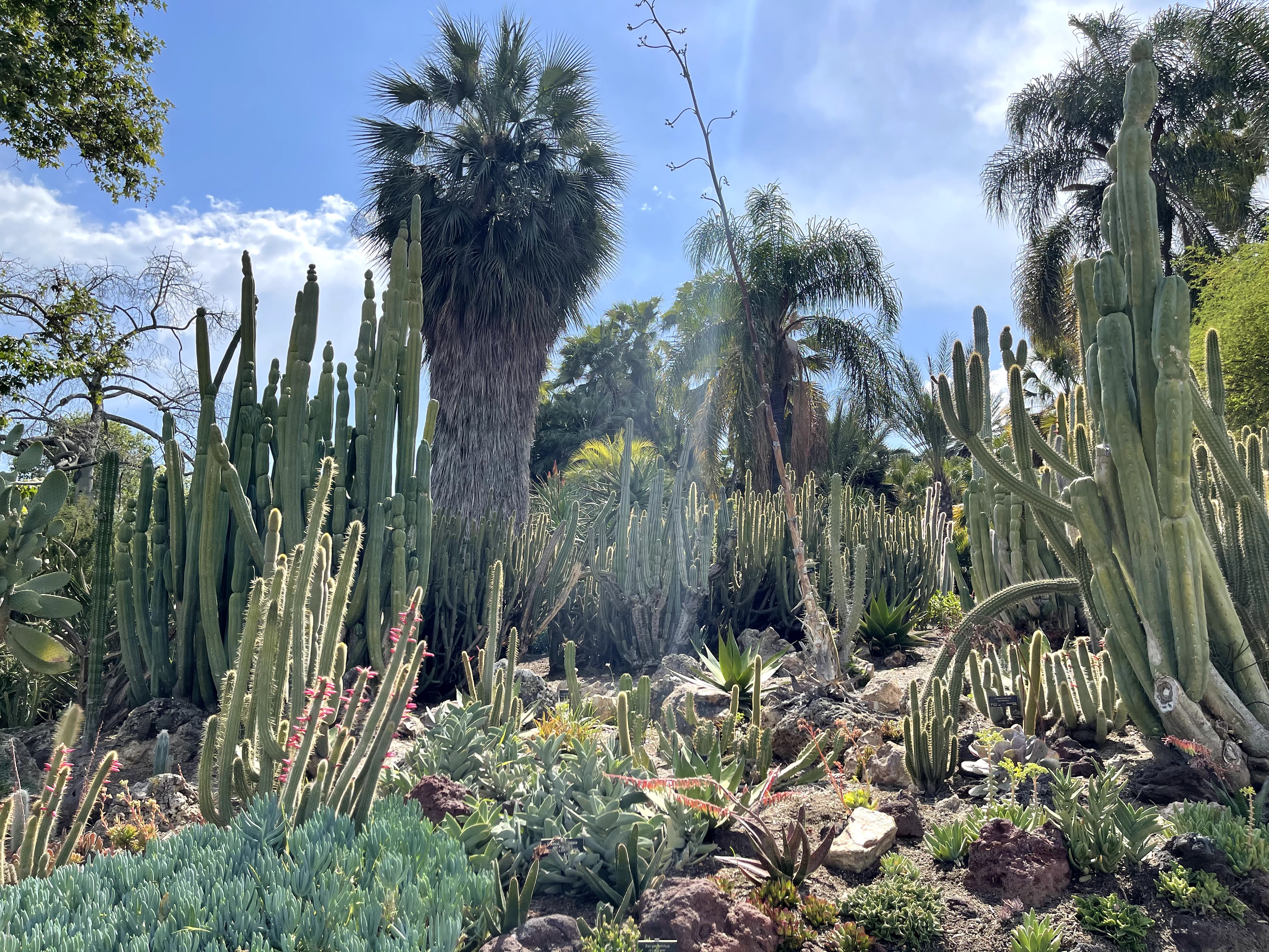 desert garden with plants growing close together