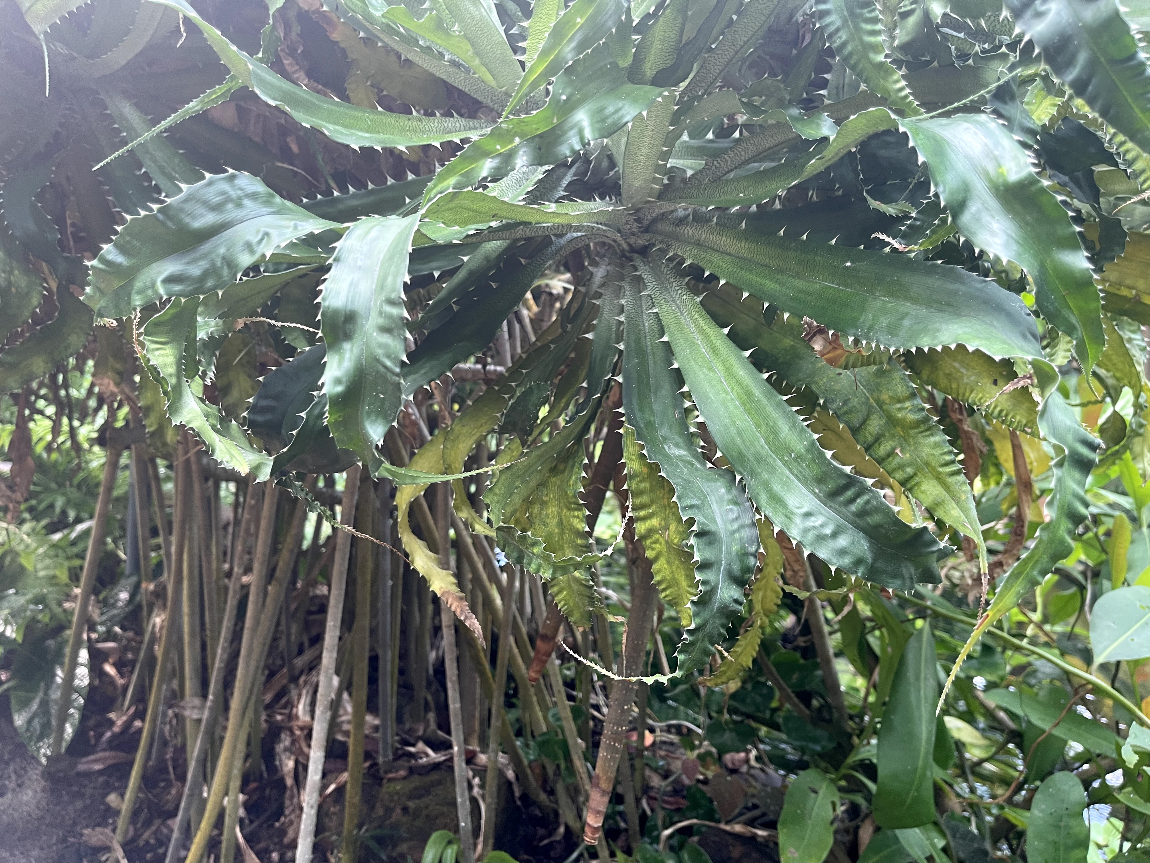 Plant with long overlapping dark green leaves with spine-like growths on the edges. The plant has stick-like roots connecting the leaves to the soil.