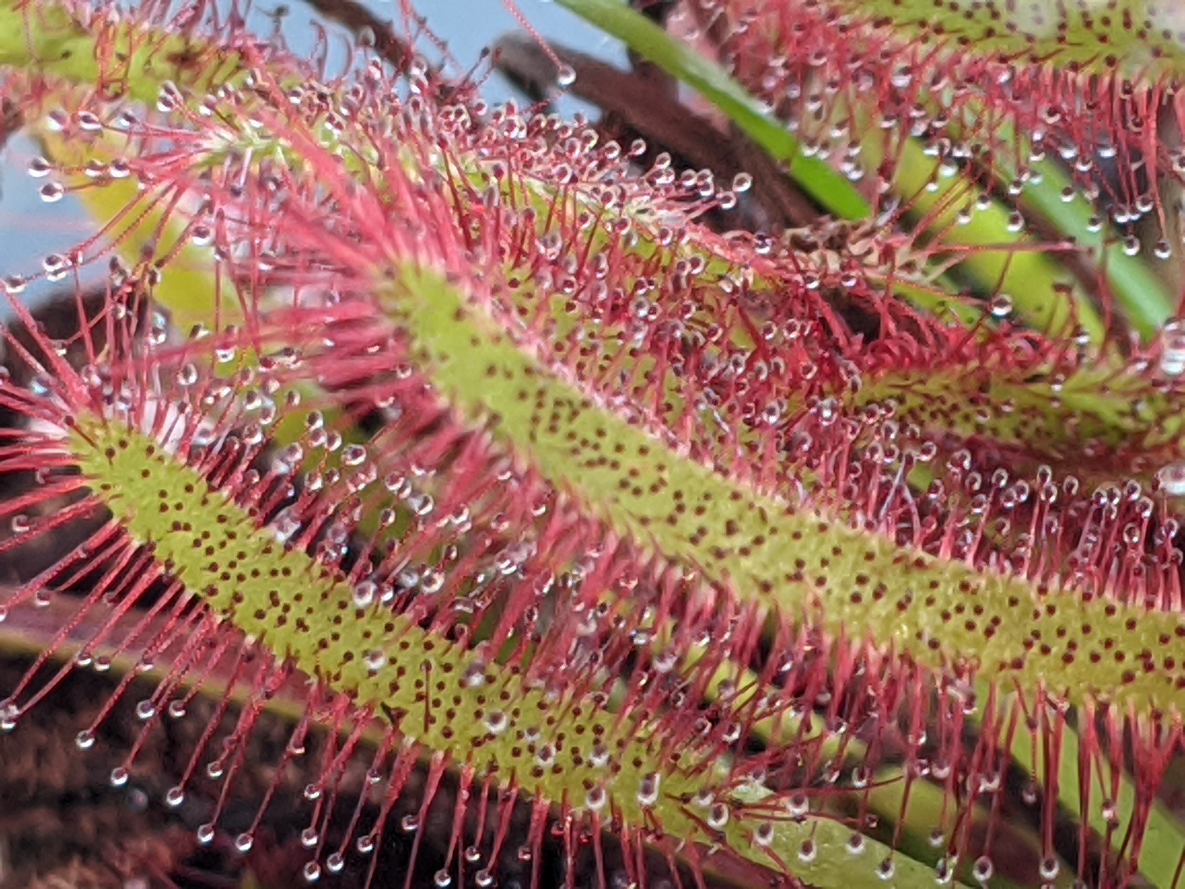 Green leaves covered in thin red growths. The red growths have liquid on the tips. 