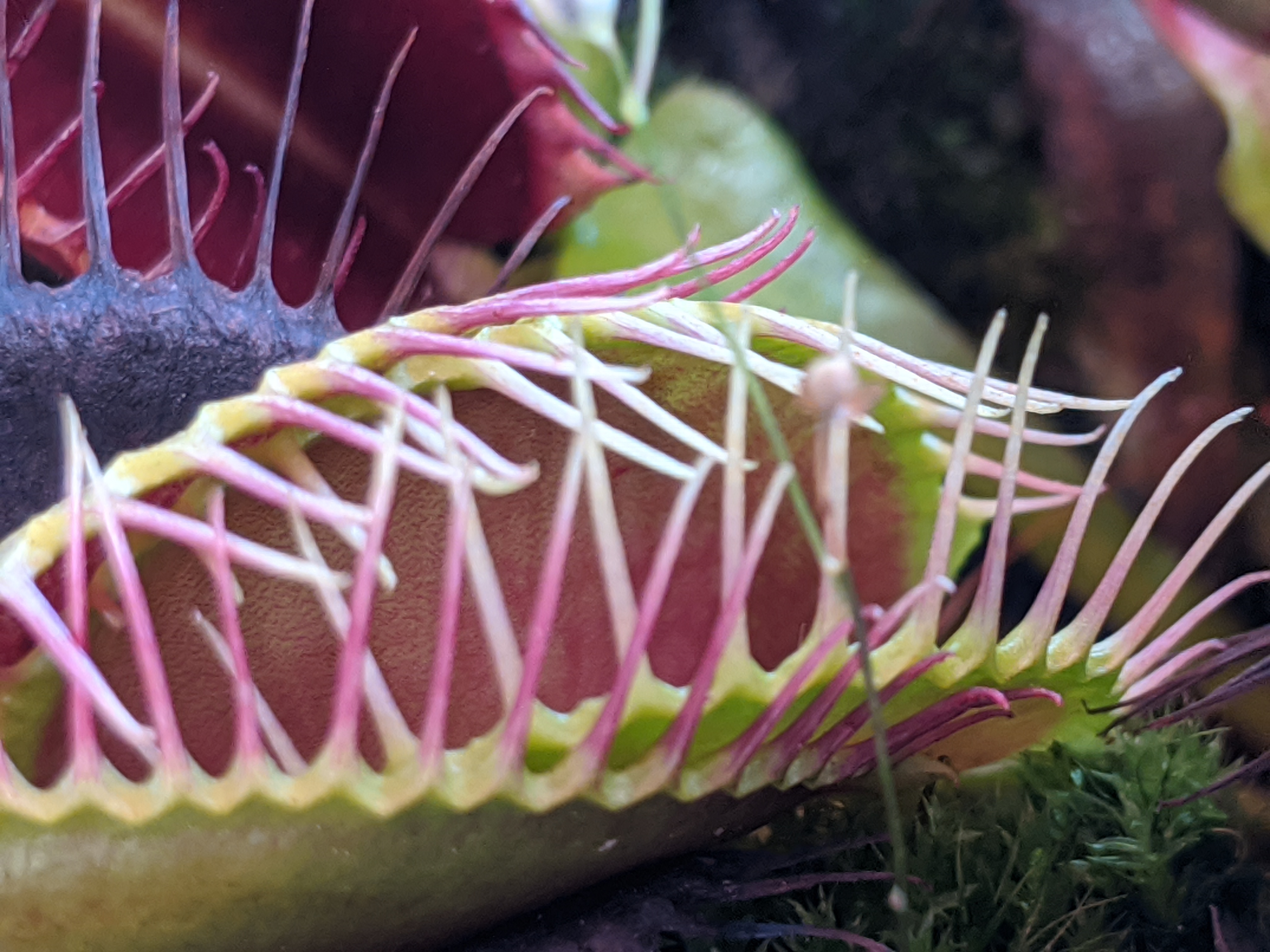 A pair of leaves that are yellowish green on the outside and red on the inside. The leaves have red spine-like growths on the edges., and these growths are partially interlocked.