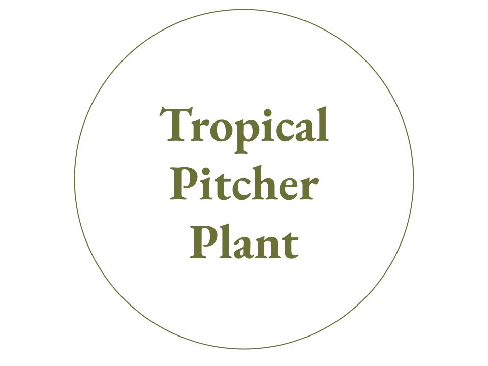 The text Tropical Pitcher Plant inside a white circle with a green outline