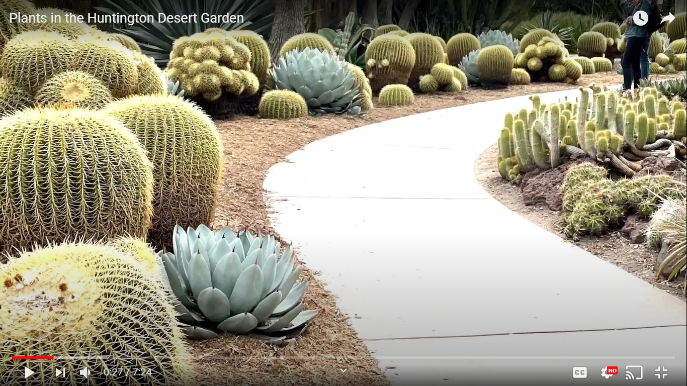 A YouTube video screenshot shows a curving concrete path through large golden barrel cacti and other Desert Garden plants at The Huntington.