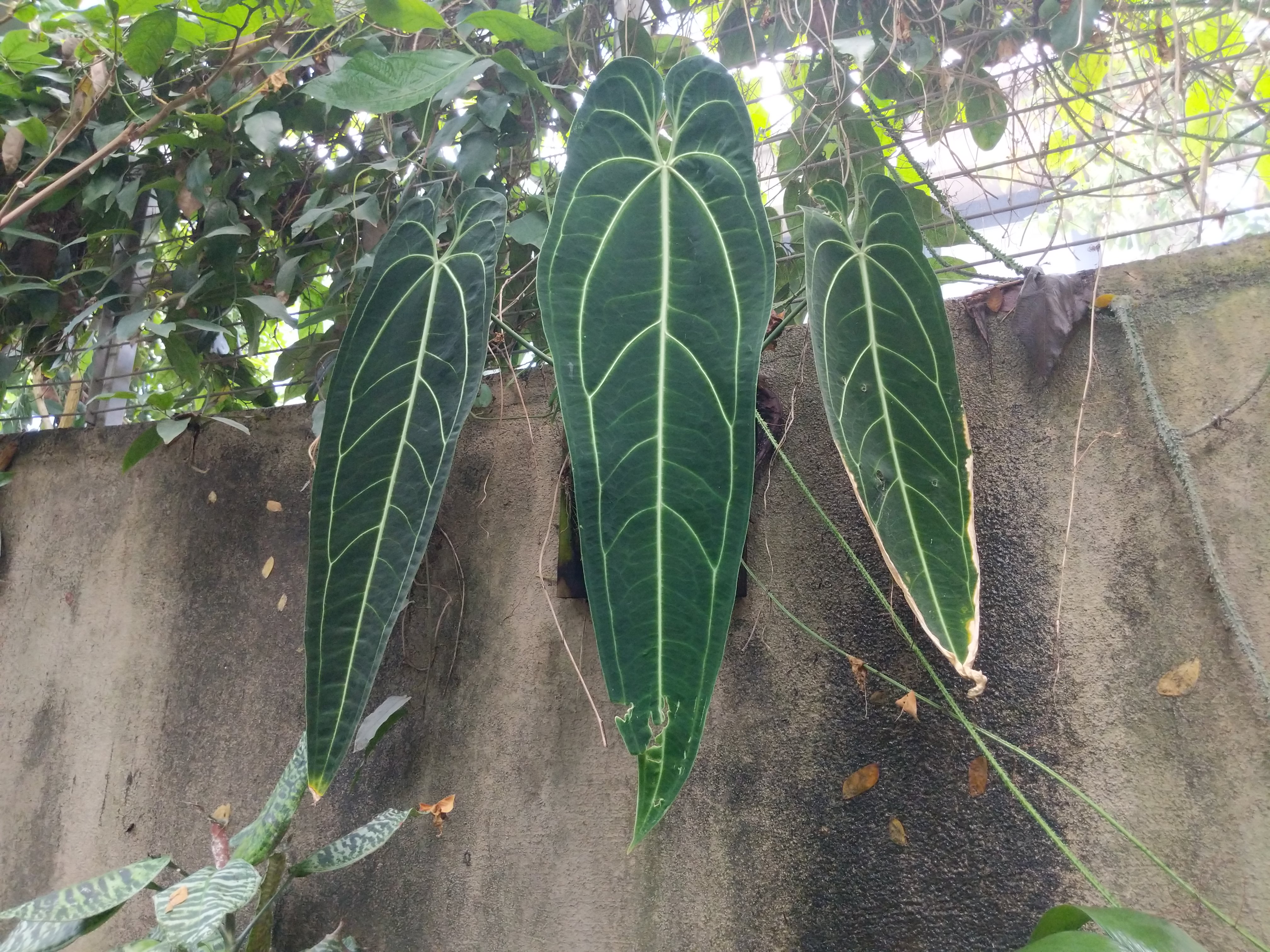 Plant attached to a concrete wall. The plant has three vertical leaves.