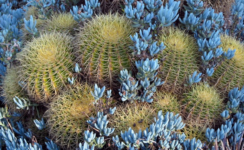 Green and yellow Golden Barrel Cacti surrounded by Blue Chalk Sticks.