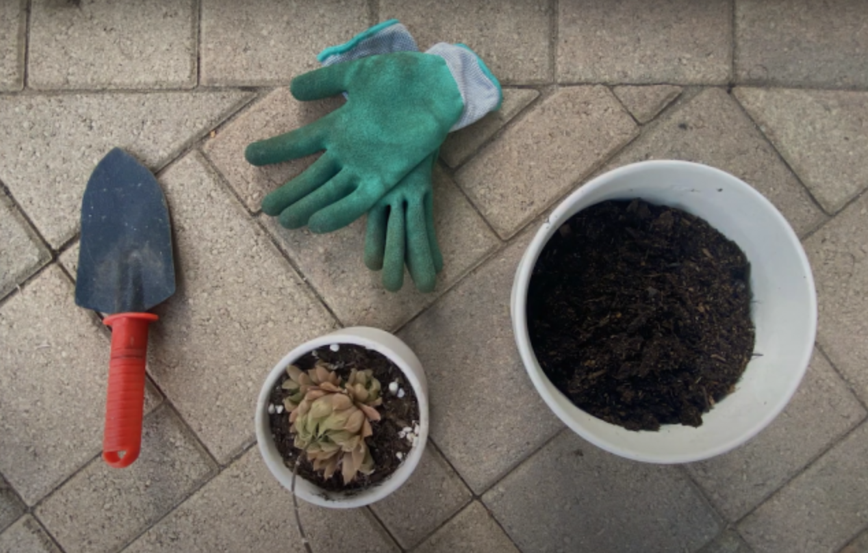 A youtube video screenshot shows gloves, a potted succulent, a shovel, and a bucket of soil.