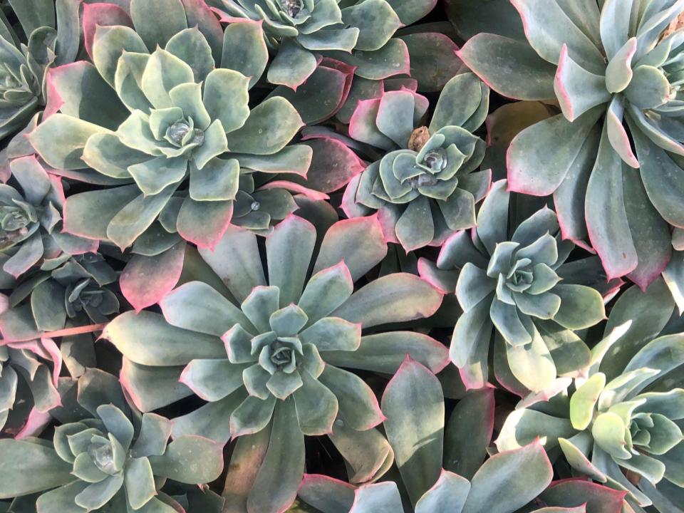 Green succulents with pink tips.