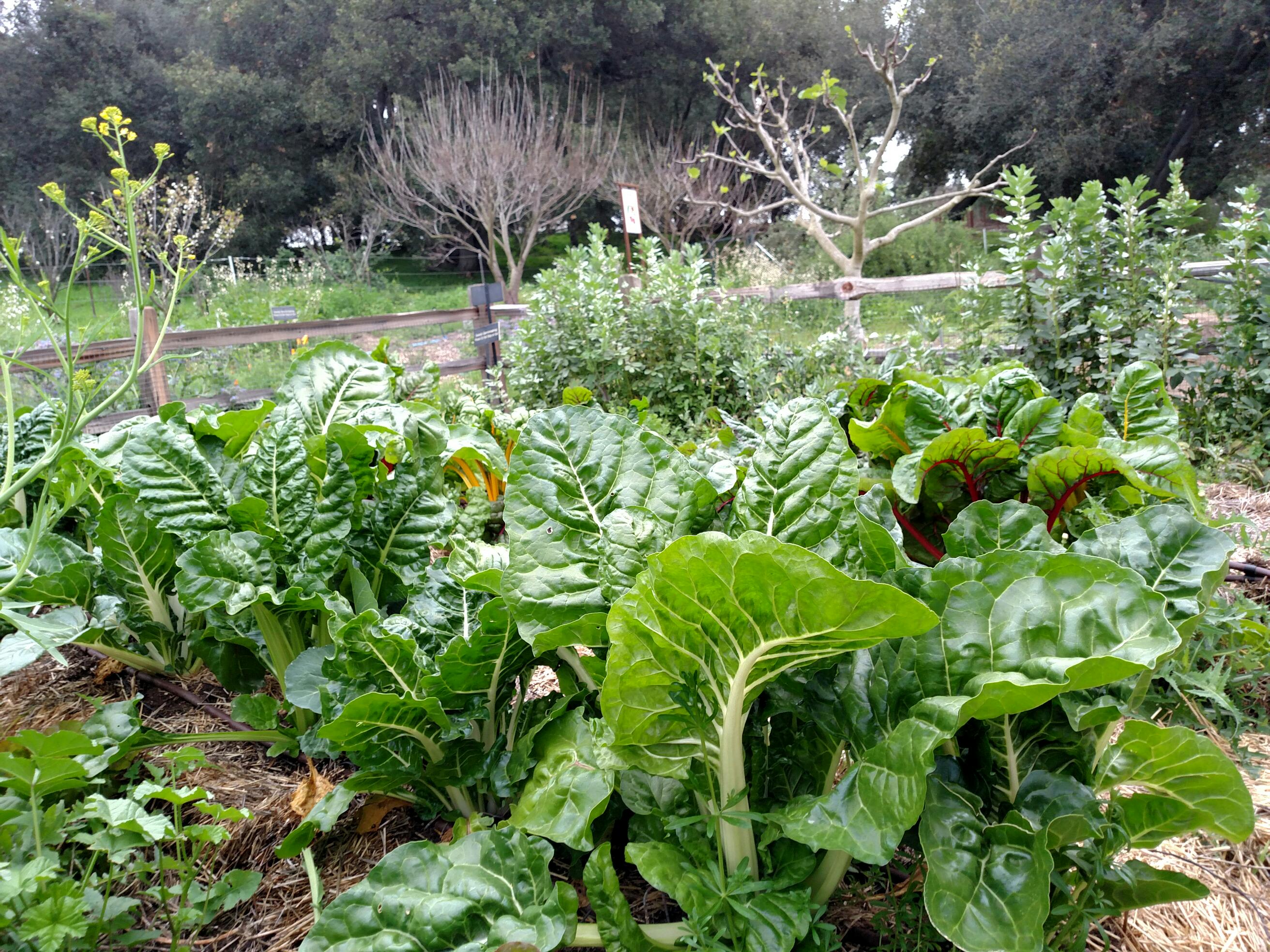 Big green Swiss Chard. 