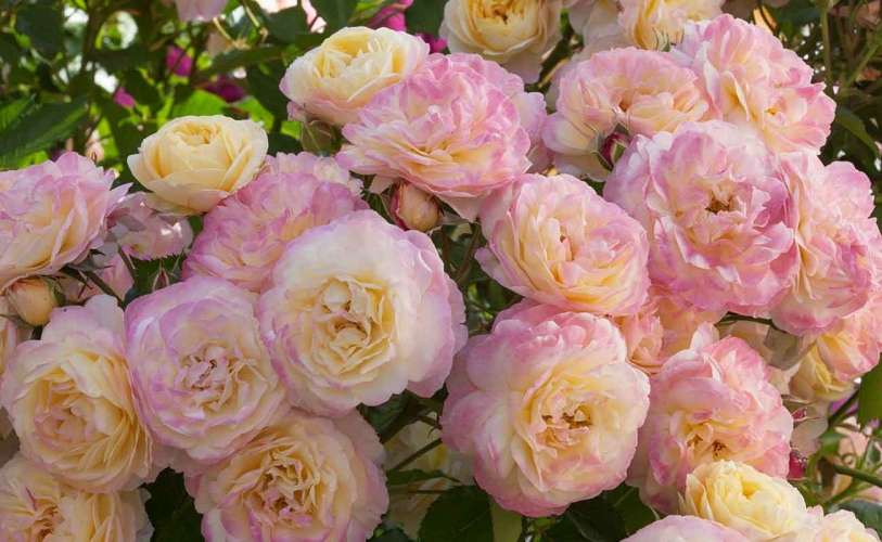 A group of multi-colored yellow, white, and pink roses.