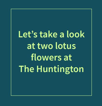 Teal rectangle with lime green outline and the text inside that says “Let’s take a look at two lotus flowers at The Huntington.”