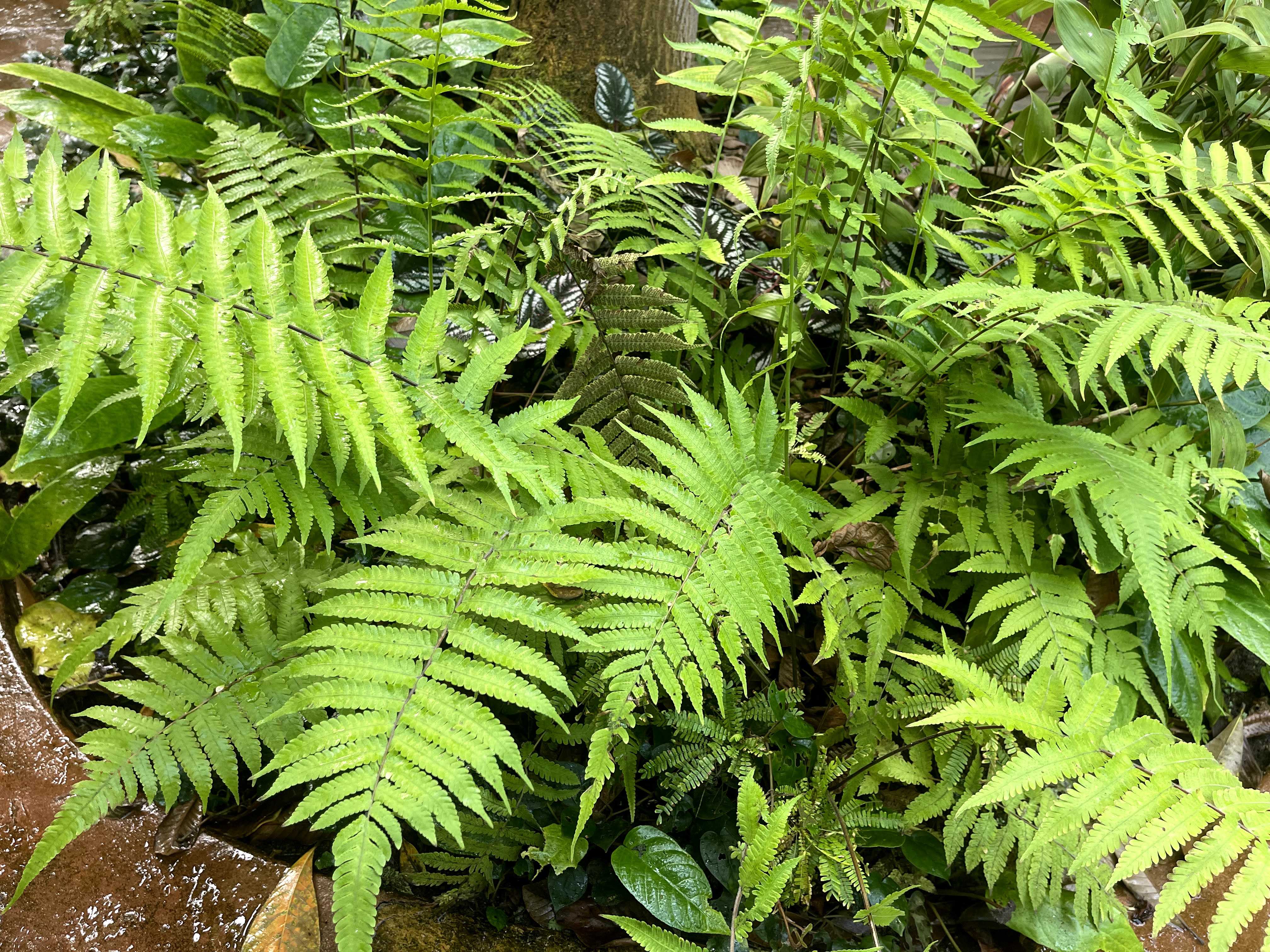 Plant with bright green leaves growing close to the ground.