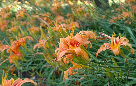 A field of orange lilies.