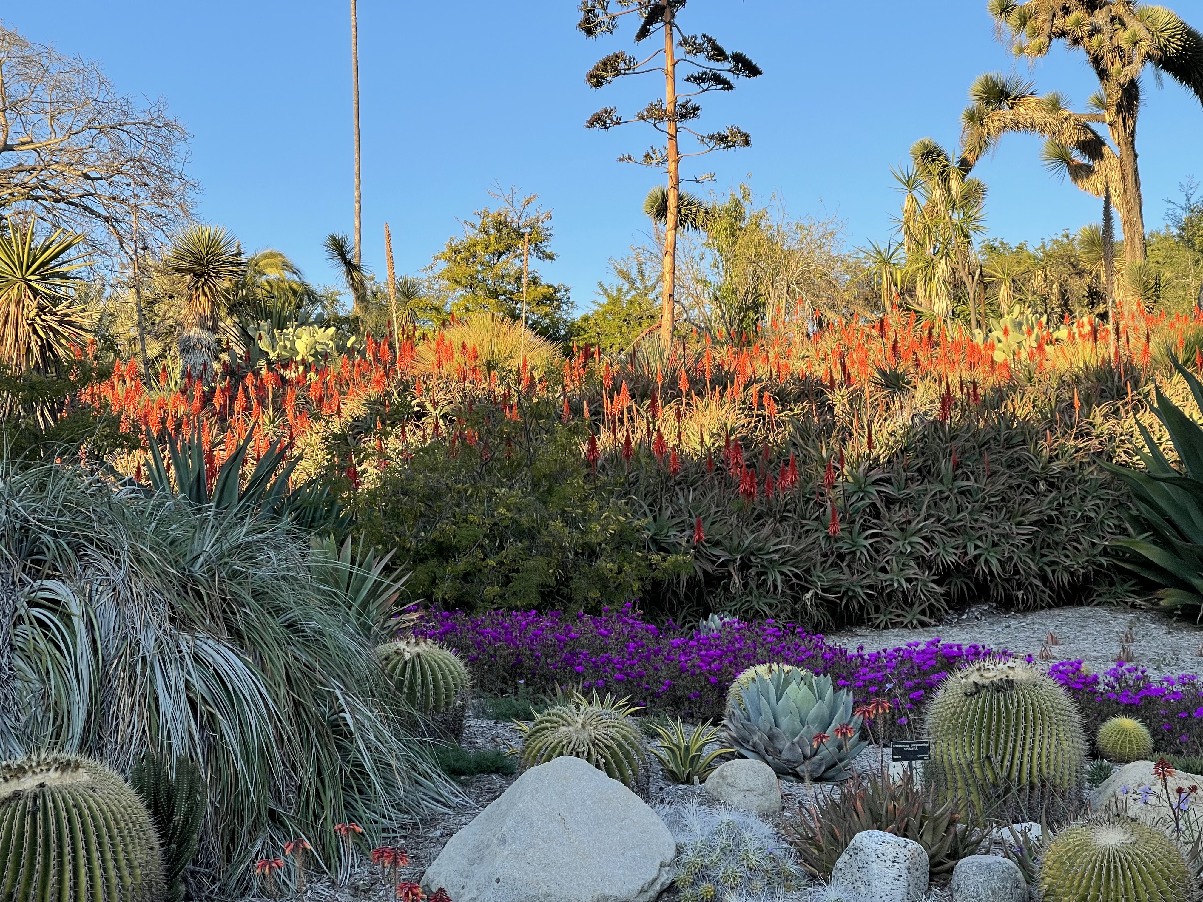 A hill in a garden. At the base of the hill are rocks, spherical green and yellow succulents, and purple flowers. On the hill are succulents with bright orange flowers. At the top of the hill are tall trees.