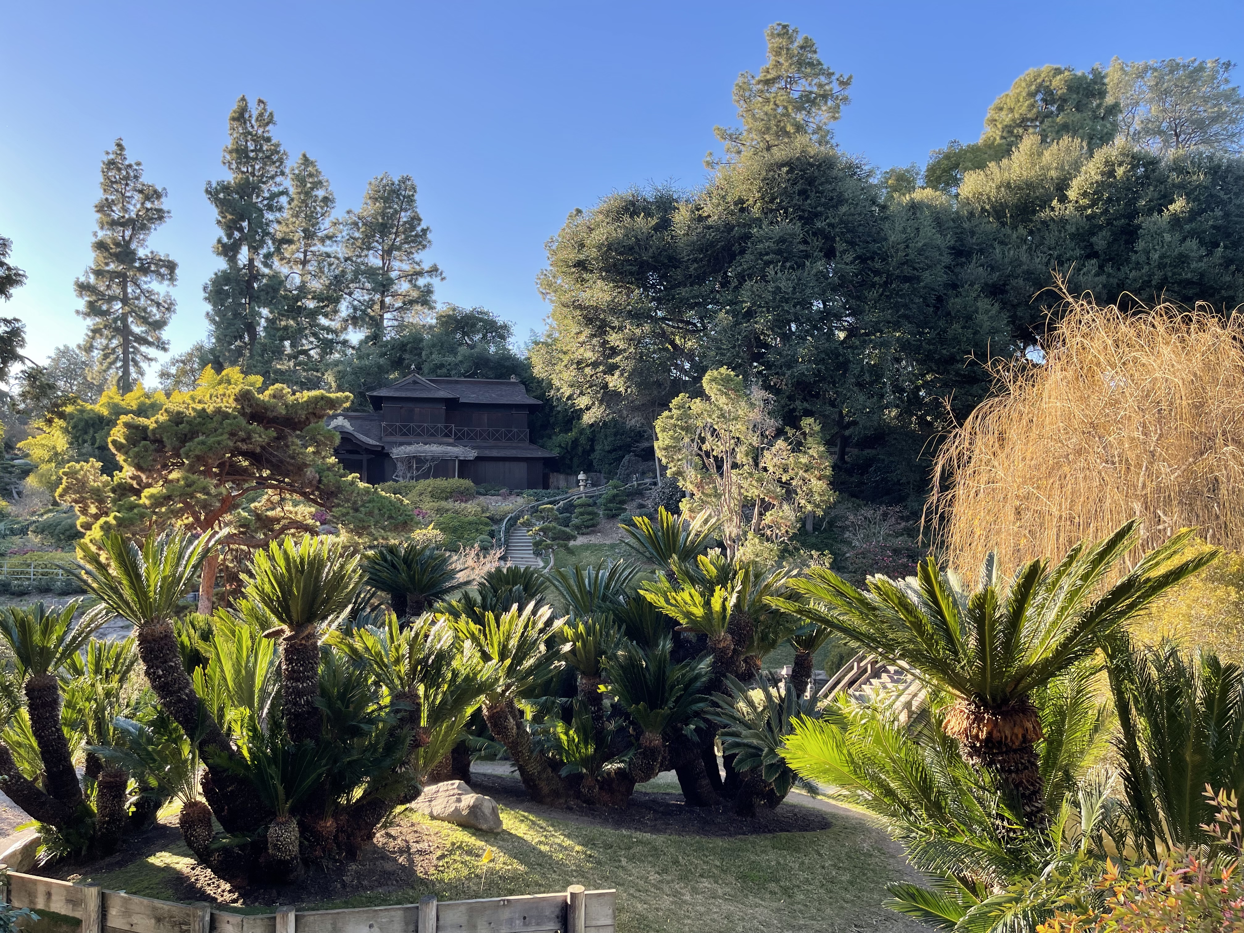 A garden with plants in the foreground and a building in the background