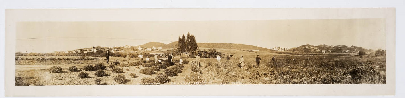 Photograph of flower fields in Los Angeles-Hollywood with a group of individuals standing amongst the flowers.