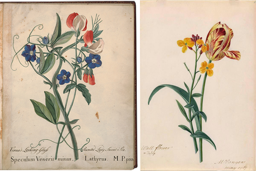 Parker’s Venus’s Looking-Glass and Painted Lady Sweet Pea and Conyers’ Wallflower and Tulip