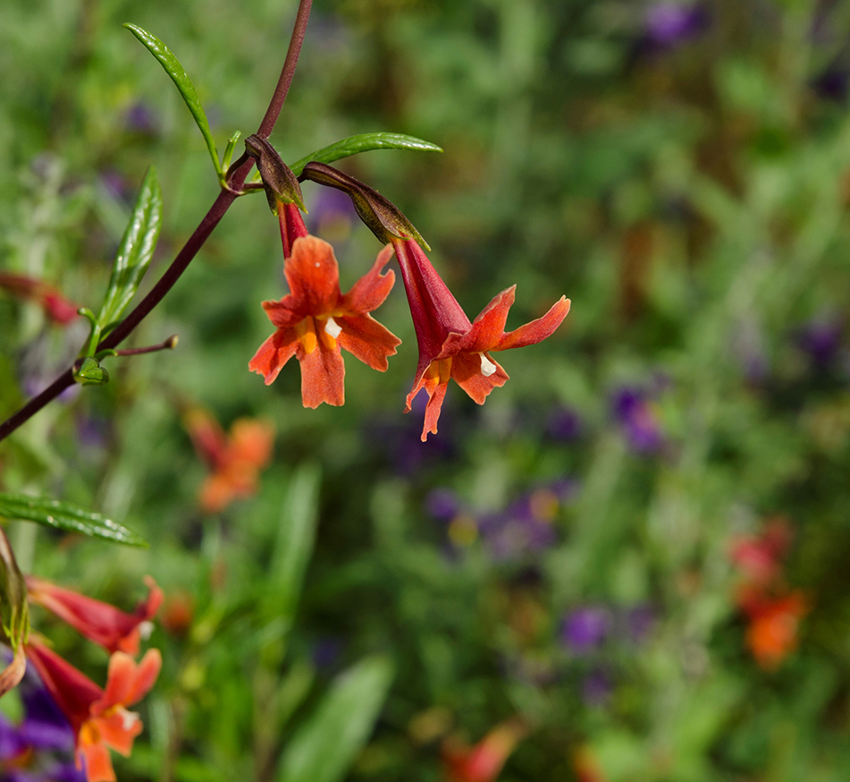 Red monkeyflower (Mimulus puniceus)