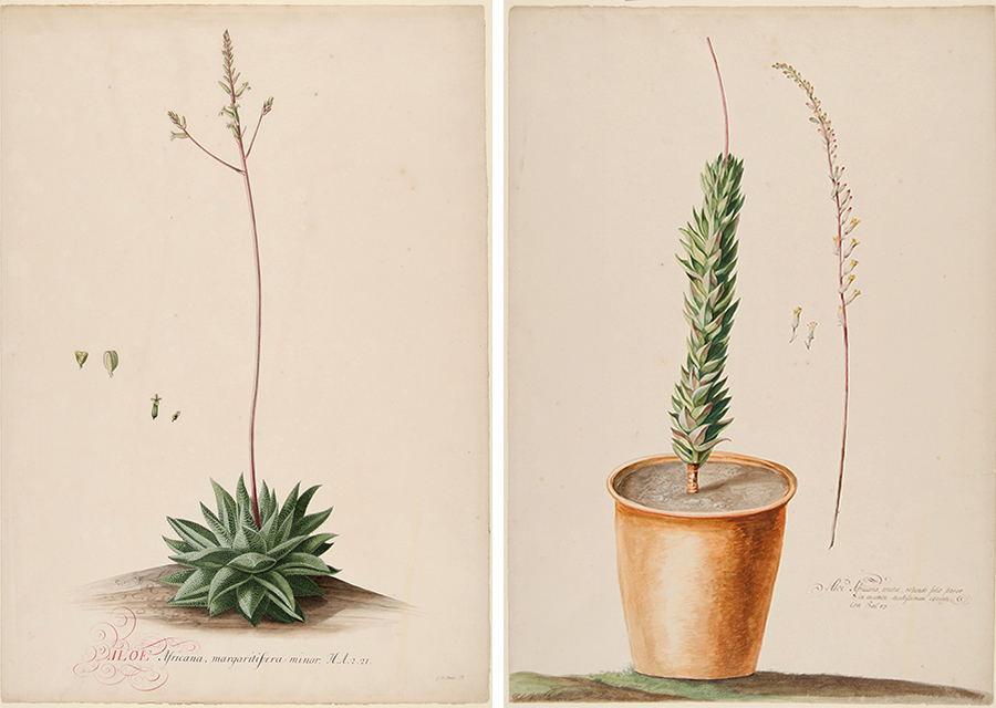 Ehret’s Aloe Africana, Margaritifea Minor and Aloe Africana, Erecta, Rotundo